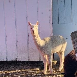 Meet your Posher, Justine